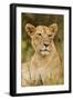 Lioness Up Close, Maasai Mara Wildlife Reserve, Kenya-Jagdeep Rajput-Framed Premium Photographic Print