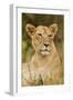 Lioness Up Close, Maasai Mara Wildlife Reserve, Kenya-Jagdeep Rajput-Framed Premium Photographic Print