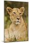 Lioness Up Close, Maasai Mara Wildlife Reserve, Kenya-Jagdeep Rajput-Mounted Premium Photographic Print