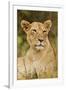 Lioness Up Close, Maasai Mara Wildlife Reserve, Kenya-Jagdeep Rajput-Framed Premium Photographic Print