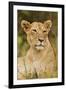 Lioness Up Close, Maasai Mara Wildlife Reserve, Kenya-Jagdeep Rajput-Framed Premium Photographic Print