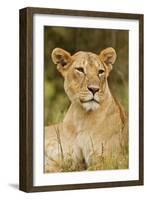 Lioness Up Close, Maasai Mara Wildlife Reserve, Kenya-Jagdeep Rajput-Framed Photographic Print