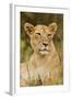 Lioness Up Close, Maasai Mara Wildlife Reserve, Kenya-Jagdeep Rajput-Framed Photographic Print