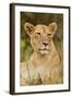 Lioness Up Close, Maasai Mara Wildlife Reserve, Kenya-Jagdeep Rajput-Framed Photographic Print