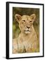 Lioness Up Close, Maasai Mara Wildlife Reserve, Kenya-Jagdeep Rajput-Framed Photographic Print