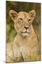 Lioness Up Close, Maasai Mara Wildlife Reserve, Kenya-Jagdeep Rajput-Mounted Photographic Print