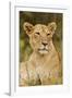 Lioness Up Close, Maasai Mara Wildlife Reserve, Kenya-Jagdeep Rajput-Framed Photographic Print