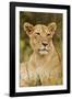 Lioness Up Close, Maasai Mara Wildlife Reserve, Kenya-Jagdeep Rajput-Framed Photographic Print