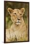 Lioness Up Close, Maasai Mara Wildlife Reserve, Kenya-Jagdeep Rajput-Framed Photographic Print