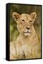 Lioness Up Close, Maasai Mara Wildlife Reserve, Kenya-Jagdeep Rajput-Framed Stretched Canvas