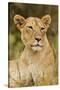 Lioness Up Close, Maasai Mara Wildlife Reserve, Kenya-Jagdeep Rajput-Stretched Canvas