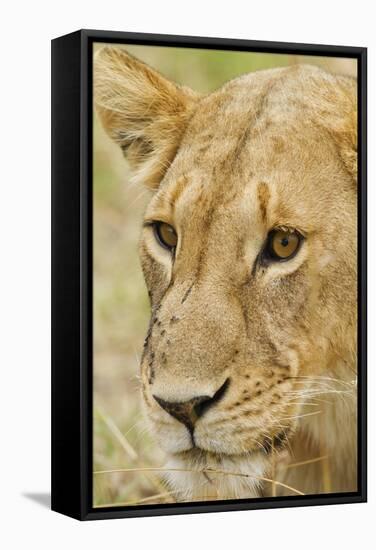 Lioness Up Close, Maasai Mara Wildlife Reserve, Kenya-Jagdeep Rajput-Framed Stretched Canvas