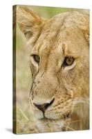 Lioness Up Close, Maasai Mara Wildlife Reserve, Kenya-Jagdeep Rajput-Stretched Canvas