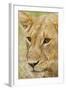 Lioness Up Close, Maasai Mara Wildlife Reserve, Kenya-Jagdeep Rajput-Framed Photographic Print