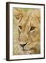 Lioness Up Close, Maasai Mara Wildlife Reserve, Kenya-Jagdeep Rajput-Framed Photographic Print