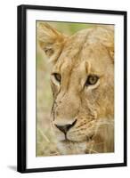 Lioness Up Close, Maasai Mara Wildlife Reserve, Kenya-Jagdeep Rajput-Framed Photographic Print