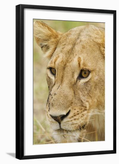 Lioness Up Close, Maasai Mara Wildlife Reserve, Kenya-Jagdeep Rajput-Framed Photographic Print