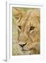 Lioness Up Close, Maasai Mara Wildlife Reserve, Kenya-Jagdeep Rajput-Framed Photographic Print