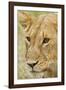 Lioness Up Close, Maasai Mara Wildlife Reserve, Kenya-Jagdeep Rajput-Framed Photographic Print