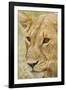 Lioness Up Close, Maasai Mara Wildlife Reserve, Kenya-Jagdeep Rajput-Framed Photographic Print