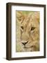 Lioness Up Close, Maasai Mara Wildlife Reserve, Kenya-Jagdeep Rajput-Framed Photographic Print