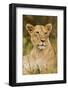 Lioness Up Close, Maasai Mara Wildlife Reserve, Kenya-Jagdeep Rajput-Framed Photographic Print