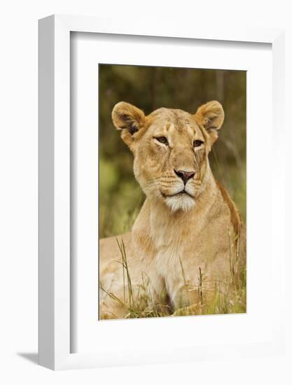 Lioness Up Close, Maasai Mara Wildlife Reserve, Kenya-Jagdeep Rajput-Framed Photographic Print