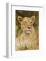 Lioness Up Close, Maasai Mara Wildlife Reserve, Kenya-Jagdeep Rajput-Framed Photographic Print