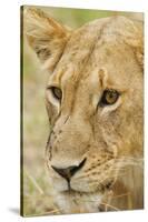 Lioness Up Close, Maasai Mara Wildlife Reserve, Kenya-Jagdeep Rajput-Stretched Canvas