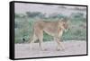 Lioness Walking on the Plains of Etosha-Micha Klootwijk-Framed Stretched Canvas