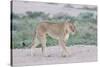 Lioness Walking on the Plains of Etosha-Micha Klootwijk-Stretched Canvas