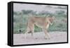 Lioness Walking on the Plains of Etosha-Micha Klootwijk-Framed Stretched Canvas