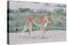 Lioness Walking on the Plains of Etosha-Micha Klootwijk-Stretched Canvas