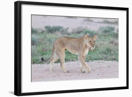 Lioness Walking on the Plains of Etosha-Micha Klootwijk-Framed Photographic Print