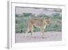 Lioness Walking on the Plains of Etosha-Micha Klootwijk-Framed Photographic Print