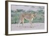 Lioness Walking on the Plains of Etosha-Micha Klootwijk-Framed Photographic Print