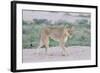 Lioness Walking on the Plains of Etosha-Micha Klootwijk-Framed Photographic Print