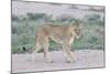 Lioness Walking on the Plains of Etosha-Micha Klootwijk-Mounted Photographic Print