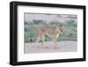 Lioness Walking on the Plains of Etosha-Micha Klootwijk-Framed Photographic Print