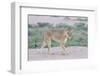 Lioness Walking on the Plains of Etosha-Micha Klootwijk-Framed Photographic Print