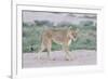 Lioness Walking on the Plains of Etosha-Micha Klootwijk-Framed Photographic Print