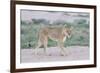 Lioness Walking on the Plains of Etosha-Micha Klootwijk-Framed Photographic Print