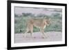 Lioness Walking on the Plains of Etosha-Micha Klootwijk-Framed Photographic Print