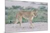 Lioness Walking on the Plains of Etosha-Micha Klootwijk-Mounted Photographic Print