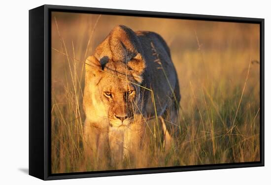 Lioness Walking Through Grass-Paul Souders-Framed Stretched Canvas