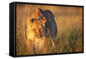 Lioness Walking Through Grass-Paul Souders-Framed Stretched Canvas