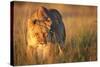 Lioness Walking Through Grass-Paul Souders-Stretched Canvas