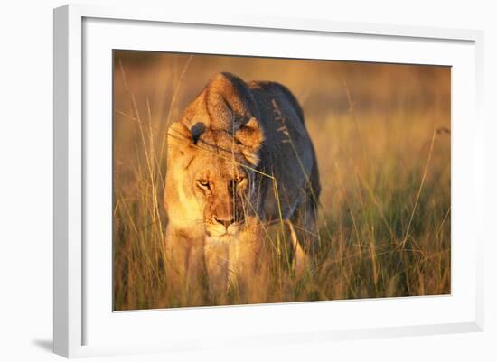 Lioness Walking Through Grass-Paul Souders-Framed Photographic Print