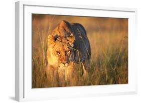 Lioness Walking Through Grass-Paul Souders-Framed Photographic Print