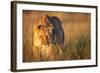 Lioness Walking Through Grass-Paul Souders-Framed Photographic Print